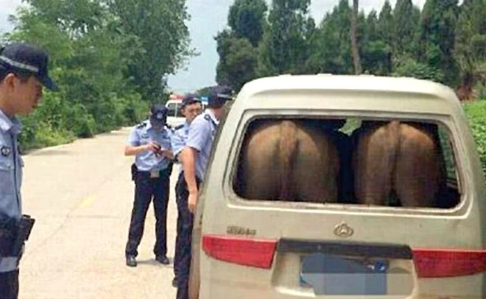S-au scos scaunele şi geamurile din spate