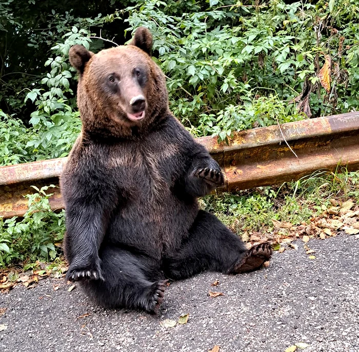 Urs pe Transfăgărășan Foto: Cătălina Constantin