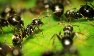 CLIIMA20091109 0066 1 jpeg