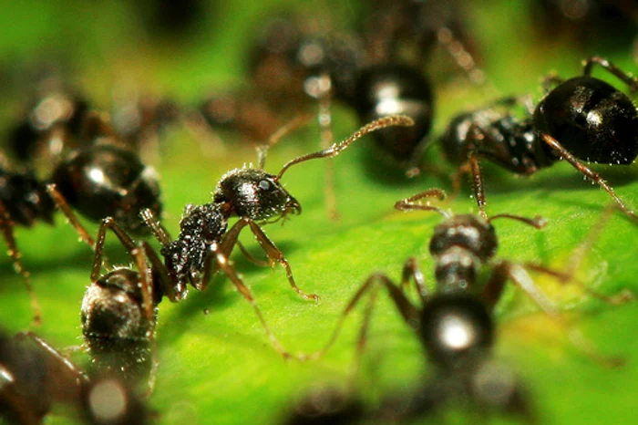În caz de nevoie, furnicile se ajută între ele