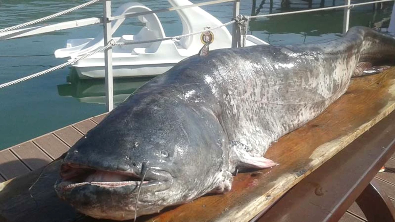 
    Somnul de 90 kg a cedat după două ore de luptă  