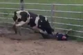 atacati de taur 3 jpeg