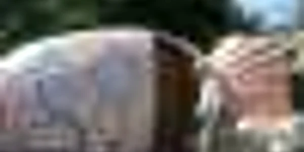 Curioşii pot vedea macheta ce repreyintă prostata gigant până la finalul zilei.