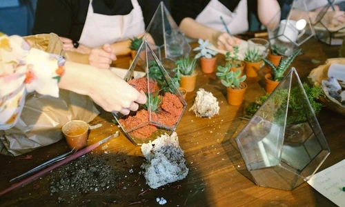 1 terarii plante jpg jpeg