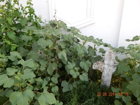 cimitir 2