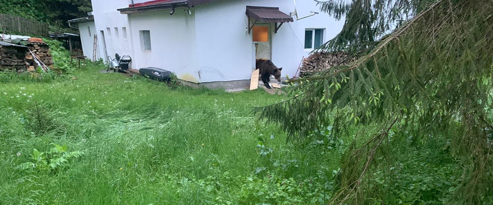 Doi urși au fost împușcați în județul Argeș, în acest an. Unul dintre ei obișnuia să intre în cabane după hrană FOTO