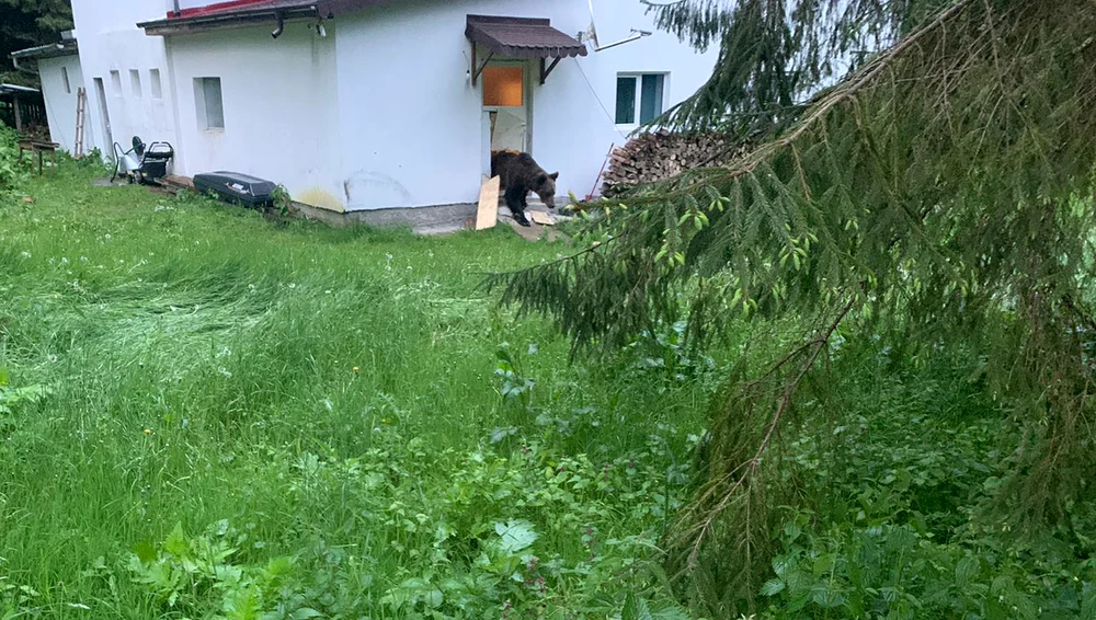 Un urs a creat panică printre proprietarii de cabane din zona turistică Voina Foto: Arhivă personală