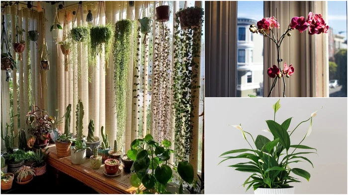 Soluția simplă care ajută plantele să reînvie