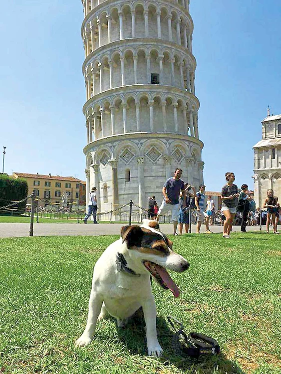 Dulăul Jack a plecat din Australia pentru a-şi „marca teritoriul” lângă Turnul din Pisa