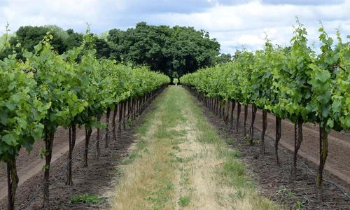 winery 3633009 1280 jpg
