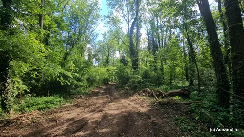 Parcul dendrologic Simeria Foto Daniel Guță ADEVĂRUL (55) jpg