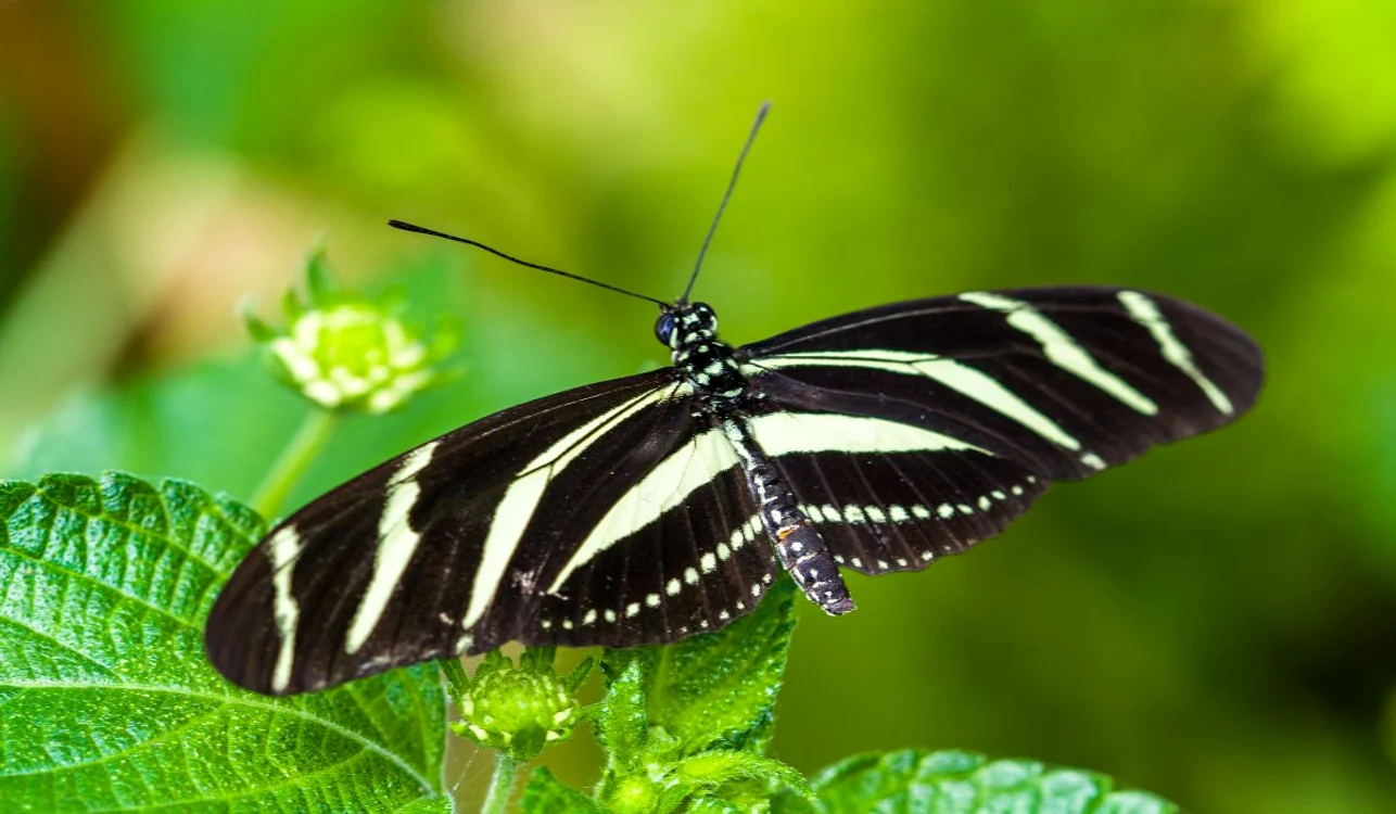 zebra jpg jpeg