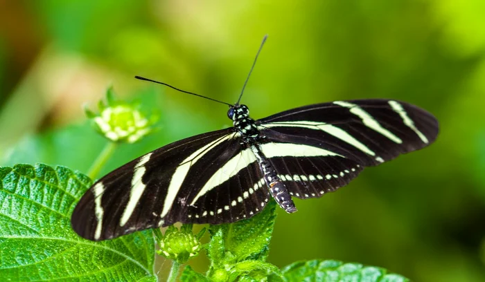 zebra jpg jpeg