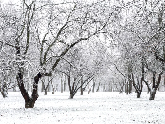 Pomii au nevoie de tratamente iarna / foto: IStock