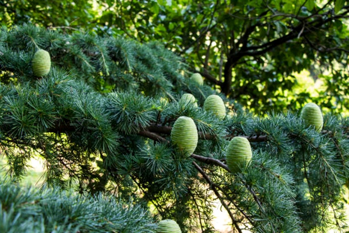 Cedrul poate fi alegerea perfectă dacă avem spațiul necesar / foto: IStock