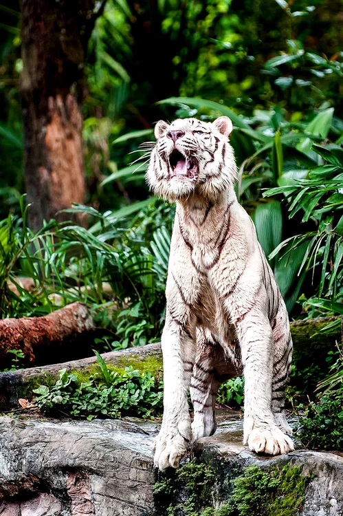 tigru alb singapore zoo