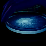 Lactobio cercetare probiotice laborator bacterii png