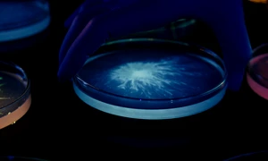 Lactobio cercetare probiotice laborator bacterii png