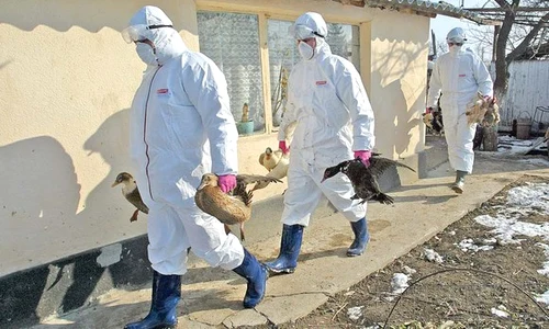 gripa aviara medici veterinari jpeg