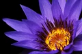 1 water lily 2334209 1920 jpg jpeg