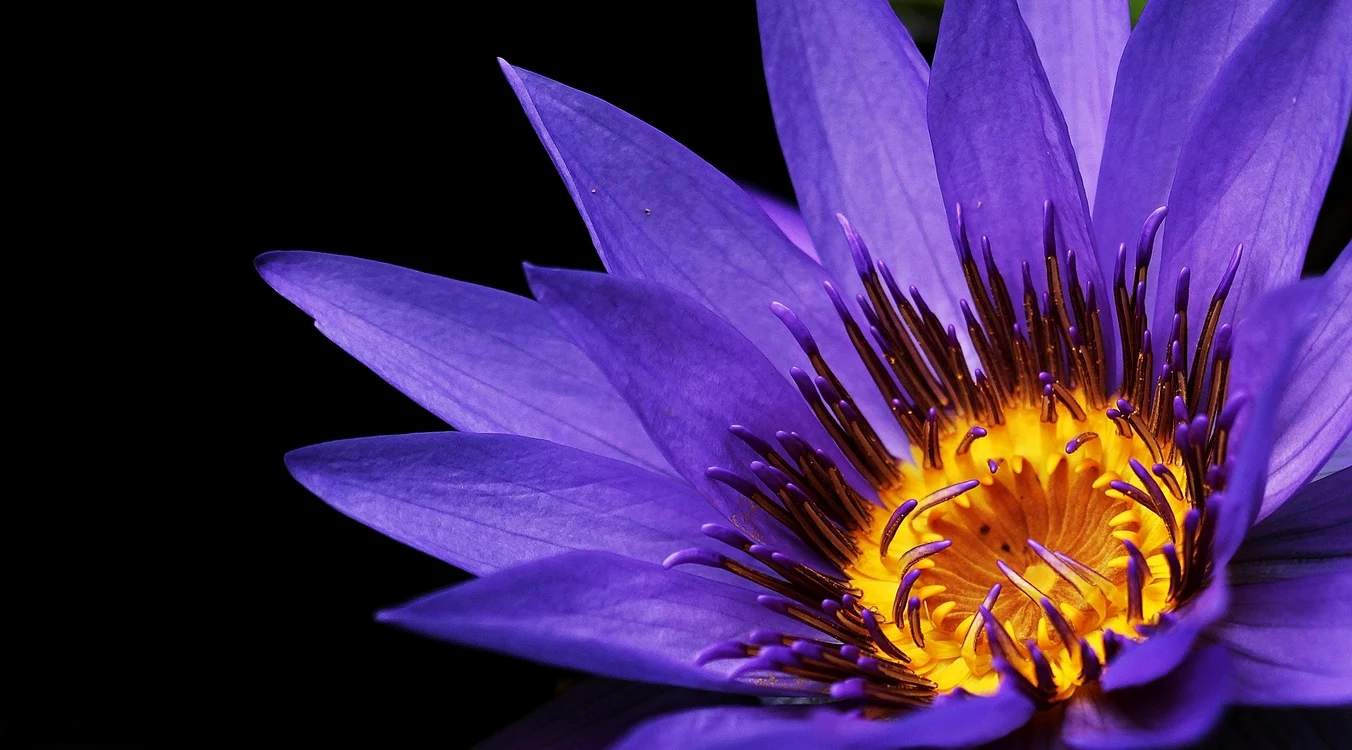 1 water lily 2334209 1920 jpg jpeg