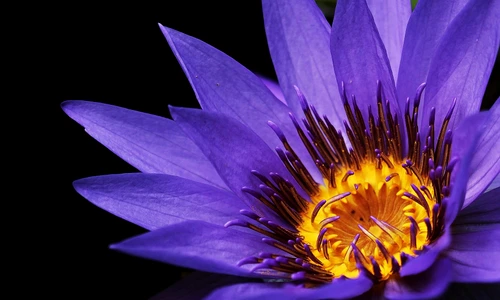 1 water lily 2334209 1920 jpg jpeg