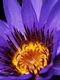 1 water lily 2334209 1920 jpg jpeg