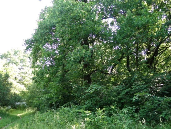 Arborele de lalea