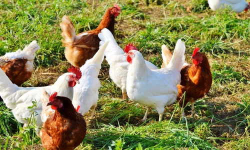 Gaini iarba FOTO Pixabay