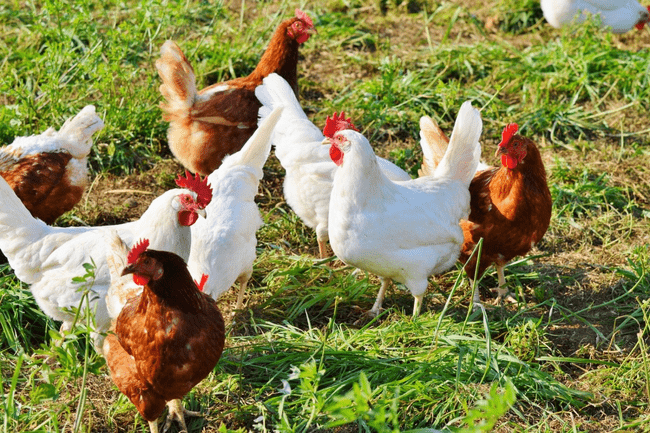 Ajutoare de peste 26 de milioane de euro pentru fermierii din sectoarele suin şi avicol. Ce condiţii trebuie să îndeplinească