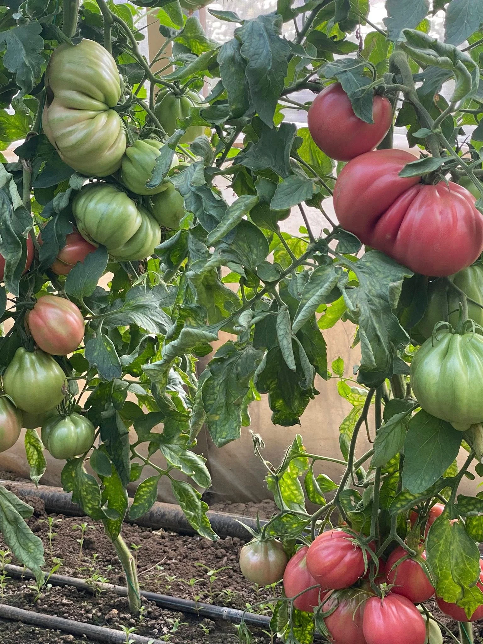 Frigul din octombrie îi lasă pe fermieri cu marfa în solar: „Roșiile acum sunt gogonele de câte o jumătate de kilogram bucata”