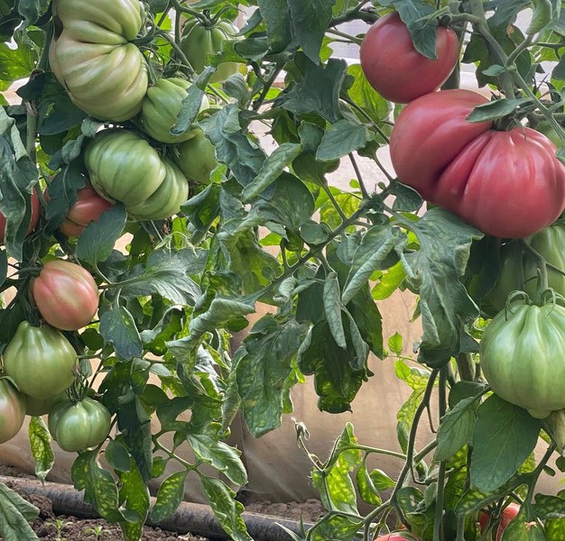 Frigul din octombrie îi lasă pe fermieri cu marfa în solar: „Roșiile acum sunt gogonele de câte o jumătate de kilogram bucata”