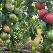 tomate mamipink ferma ilie ursu, rusanesti, olt   foto FB Ilie Ursu jpg