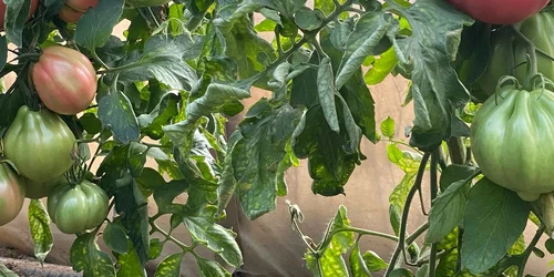 tomate mamipink ferma ilie ursu, rusanesti, olt   foto FB Ilie Ursu jpg