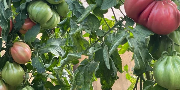tomate mamipink ferma ilie ursu, rusanesti, olt   foto FB Ilie Ursu jpg