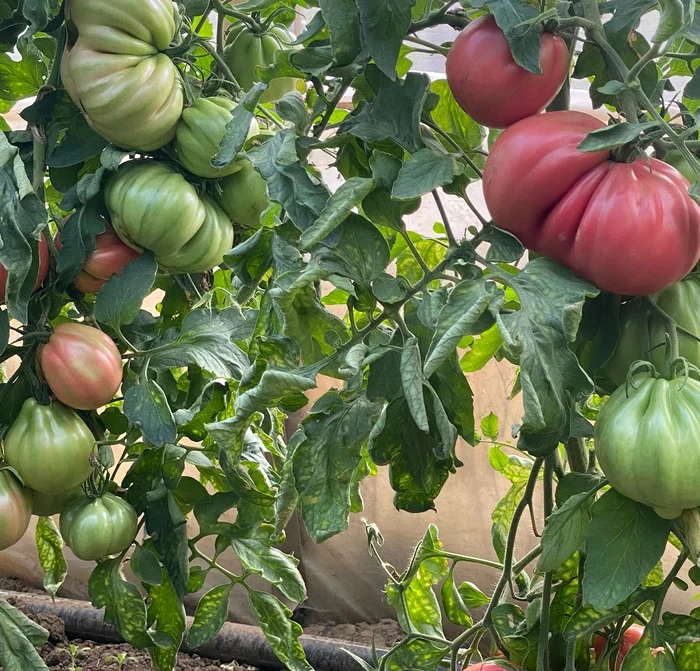 Tomatele „cu gust bun și aspect comecial”, vândute cu 8 lei/kg, în regim en-gros FOTO: FB/Ilie Ursu