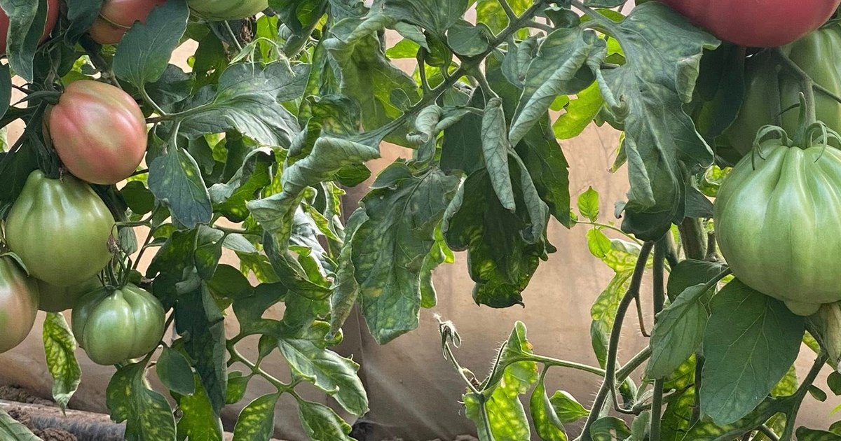 Vremea rece din octombrie afectează fermierii: roșiile au rămas mici și verzi