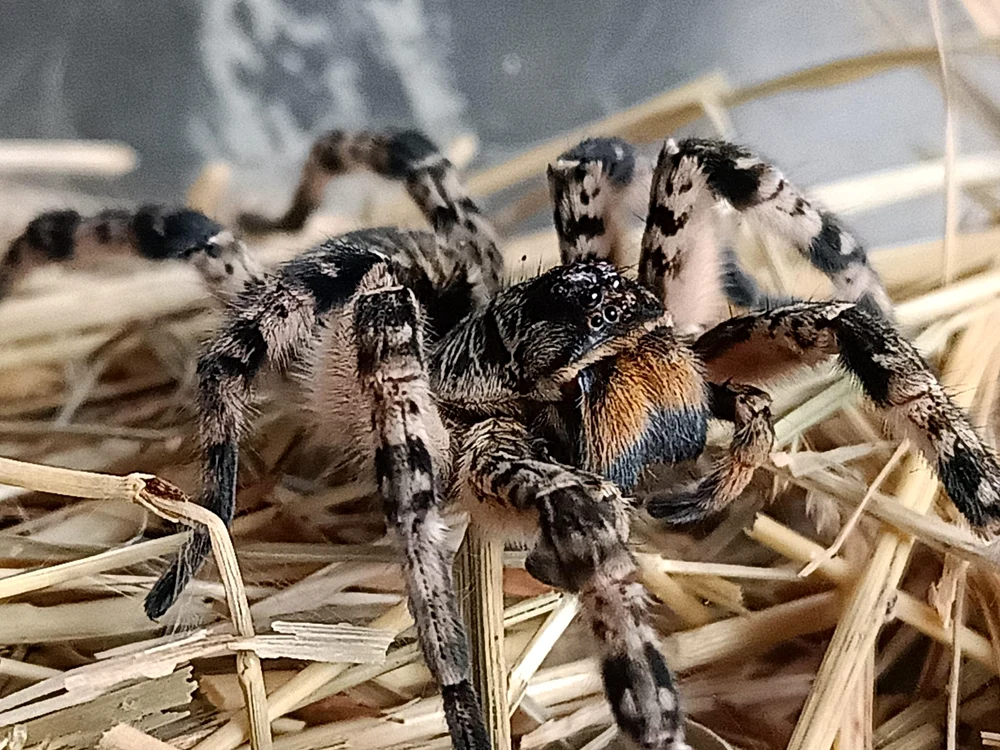 Un bărbat a încercat să iasă din Peru cu tarantule, centipede și furnici/FOTO: Arhivă