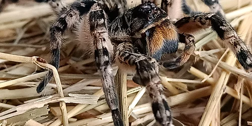 tarantula 1 jpg