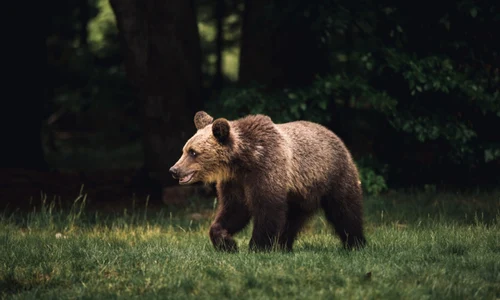 urs brun, foto shutterstock jpg