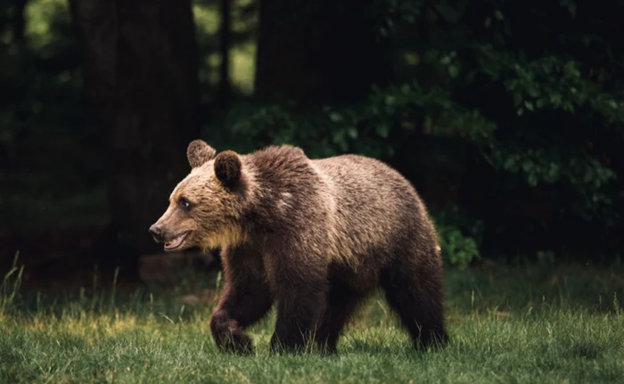 Un urs a fost surprins în curtea unei școli din Alba FOTO: Shutterstock