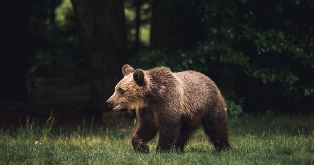 Un fost ministru al Mediului anunță că nu va vota proiectul de lege care dublează cota de recoltare la urși: „Pune pe masa «băieților deștepți» sute de exemplare”