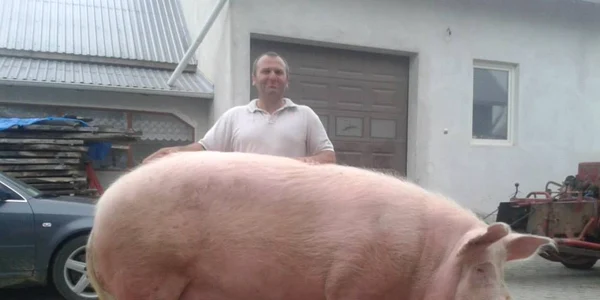 porc gigant