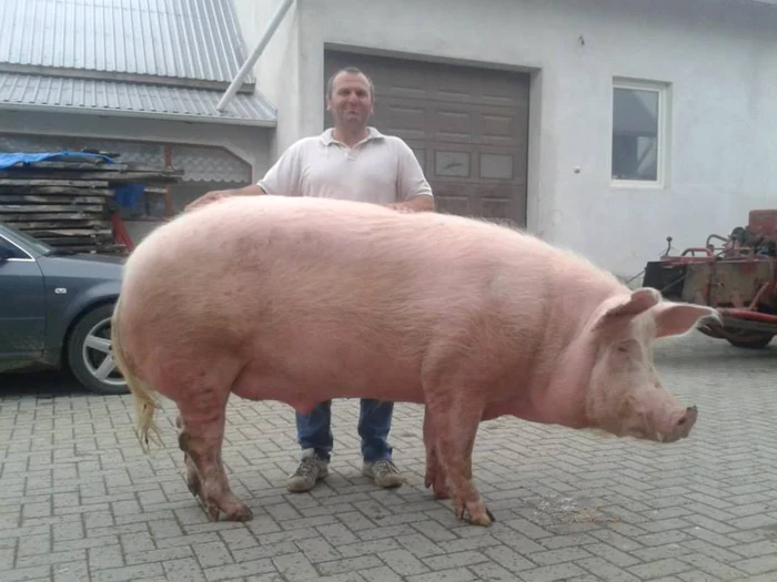 porc gigant