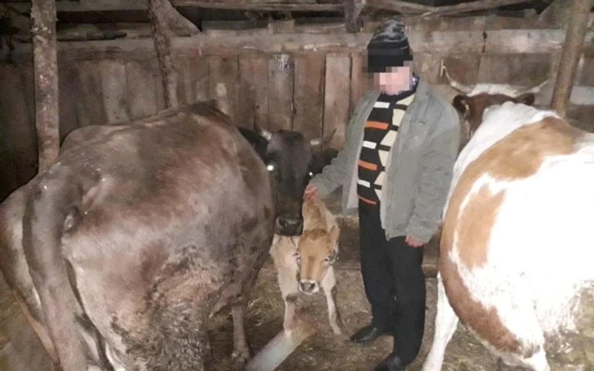 Unul din proprietarii de vaci din Vâlcea, păgubit de hoţii de vite din Sibiu Foto Adevărul