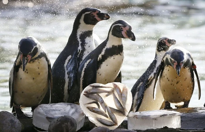 Pinguini de la Grădina Zoologică din Londrala au primit la micul dejun blocuri de gheaţă în formă de inimă ca un mod distractiv de a sărbători Ziua Îndrăgostiţilor şi pentru a evidenţia începerea sezonului de reproducţie la pinguini FOTO AP