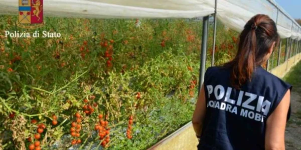 „perchezitii politia Italia ferme”