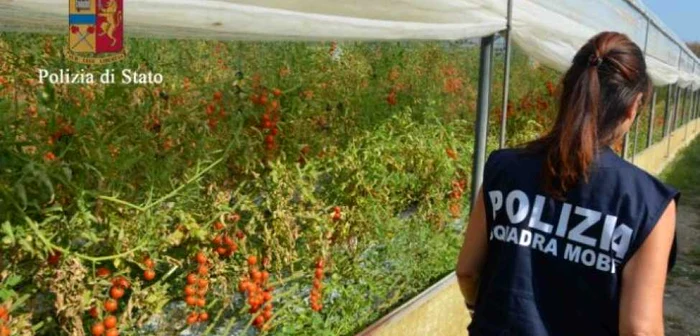 Poliţiştii italieni au făcut în 2017 mai multe percheziţii la fermele din centrul şi sudul Peninsulei FOTO: POLIZIA DI STATO