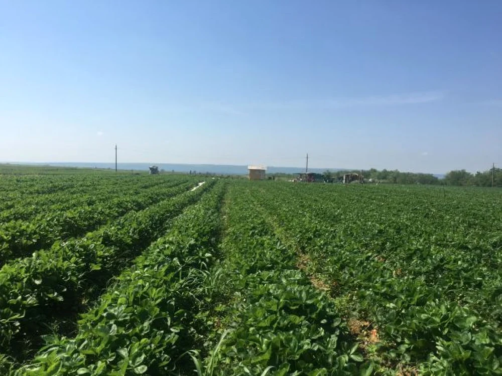 Fermierii susţin că nu mai reuşesc să găsească forţă de muncă 