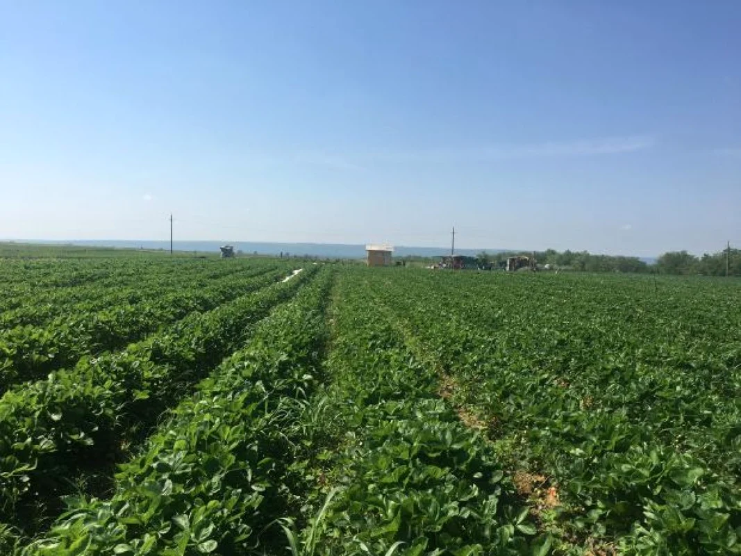 Fermierii susţin că nu mai reuşesc să găsească forţă de muncă 